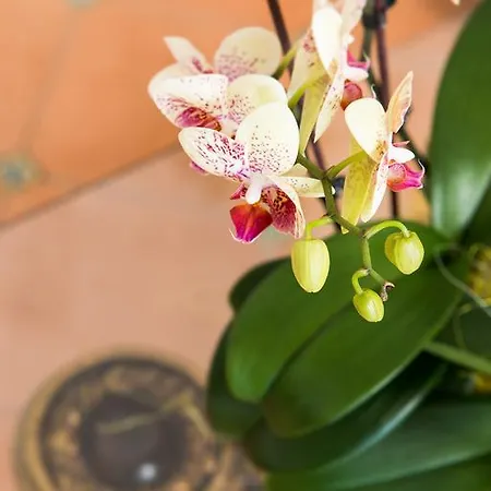 Hotel Royal Prisco 3*