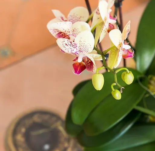 Szálloda Royal Prisco 3*